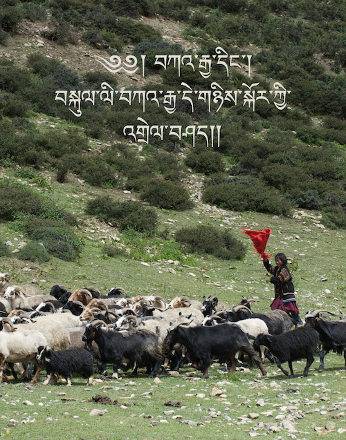 Dolpo GCC